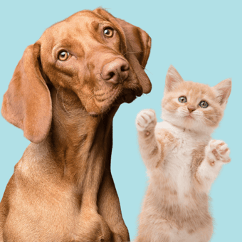 Vet Ratings | The Best Local Vets