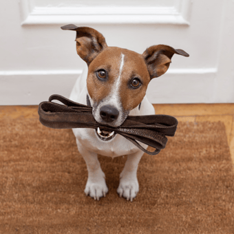 Trusted Dog Walkers Near You