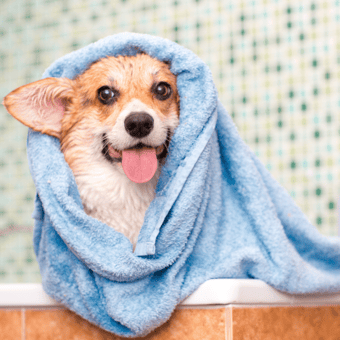 Dog/Pet Groomer Ratings Near You