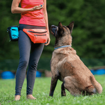 Top Rated Dog Trainers Near You