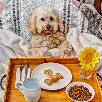 Pet Sitter Ratings Near You